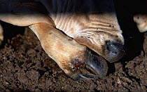 Close up of hoof and mouth of Boran cattle with foot and mouth disease. Kenya