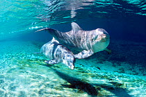 Bottlenosed= dolphins underwater {Tursiops truncatus} Dolphin Quest, Hawaii. Captive  (Non-ex).