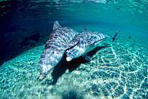 Bottlenose dolphins underwater {Tursiops truncatus} Dolphin Quest, Hawaii. Captive  (Non-ex).