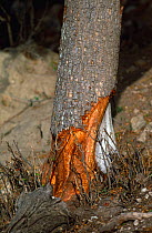 Damage to tree caused by Porcupine {Hystrix sp} Chobe NP, Botswana