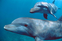 Bottlenose dolphins, captive {Tursiops truncatus} Honduras. digitally manipulated ~(Non-ex).