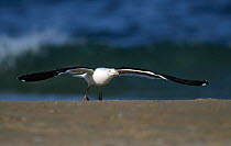 Southern black backed / Kelp gull taking off {Larus dominicans} South Africa
