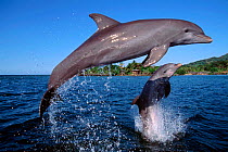 Bottlenose dolphins leaping {Tursiops truncatus} Roatan, Bay  Islands, Honduras. Captive  (Non-ex).
