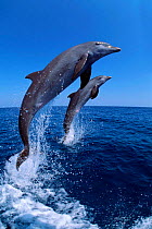 Bottlenose dolphins leaping {Tursiops truncatus} Honduras. Captive  (Non-ex).