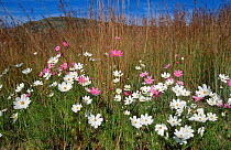 Pink and white {Cosmos bipinnatus} flowers. Mpumalanga Highveld, South Africa