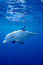 Wild sociable Bottlenose dolphin {Tursiops truncatus} Turks and Caicos - Jo Jo  (Non-ex).