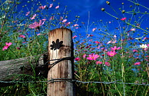Pink {Cosmos bipinnatus} flowers. Mpumalanga Highveld, South Africa