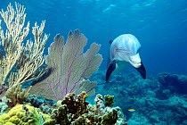 Wild sociable Bottlenose dolphin {Tursiops truncatus} Turks and Caicos - Jo Jo ~(Non-ex).