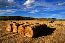 Rolled hay bales in field, Mpumalanga highveld, South Africa
