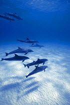 Wild Bottlenose dolphins {Tursiops truncatus} Cozumel,  Mexico, Caribbean Sea  (Non-ex).