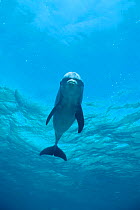 Wild sociable Bottlenose dolphin {Tursiops truncatus} Belize - Honey  (Non-ex).
