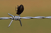 Beetle impaled on barbed wire, larder of Fiscal shrike {Lanius callaris} South Africa