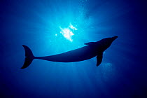 Bottlenose dolphin silhouette {Tursiops truncatus} Roatan, Honduras. Captive ~(Non-ex).