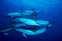 Pod of Long beaked common dolphins {Delphinus capensis} Transki, South Africa, Indian  (Non-ex).
