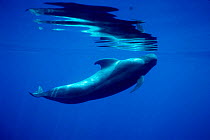 Short finned pilot whale surfacing {Globicephala macrorhynchus} Azores, Portugal  (Non-ex).