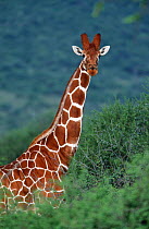 Reticulated giraffe {Giraffa camelopardalis reticulata} Laikipia, Kenya