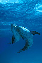 Two affectionate Atlantic spotted dolphins {Stenella frontalis} Bahamas  (Non-ex).