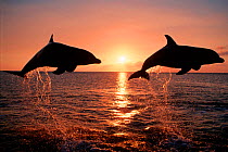 Two Bottlenose dolphins leaping at sunset {Tursiops truncatus} Caribbean. Captive  (Non-ex).