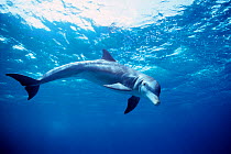 Curious Bottlenose dolphin {Turiops truncatus}, Bahamas  (Non-ex).