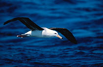 Immature Black browed albatross {Thalassarche melanophrys} in flight over sea,  South Africa
