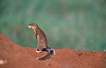 Unstriped ground squirrel {Xerus rutilus} Laikipia, Kenya