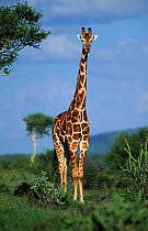 Reticulated giraffe portrait {Giraffa camelopardalis reticulata} Laikipia, Kenya