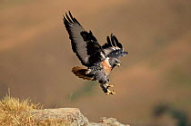 Augur / Jackal buzzard landing {Buteo rufofuscus} Drakensburg, South Africa