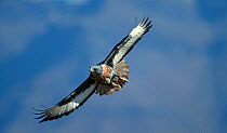 Augur / Jackal buzzard soaring {Buteo rufofuscus} Drakensburg, South Africa
