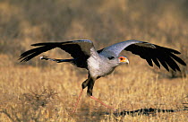 Secretary bird {Sagittarius serpentarius} running with wings spread, South Africa