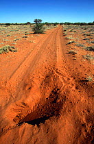 Aardvark burrow in track {Orycteropus afer} Tswalu Kalahari Reserve, South Africa