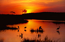 Little egrets and Spoonbill wading at dawn, summer, Savute-Chobe NP, Botswana