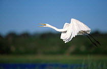 Great white egret flying {Casmerodius / Ardea alba} Chobe river, Botswana