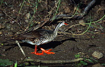 Peter's / African finfoot {Podica senegalensis} Phinda reserve, South Africa