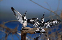 Pied kingfisher pair courtship display {Ceryle rudis} Botswana female on left, male on right.
