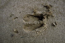 Wildebeest {Connochaetes taurinus} footprint in mud, Chobe NP, Botswana