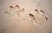 Hippopotamus footprints {Hippopotamus amphibius} Savute-Chobe NP, Botswana