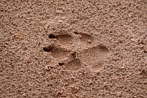 African wild dog footprint {Lycaon pictus} Savute-Chobe NP, Botswana