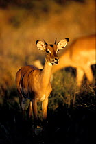 Young male impala {Aepyceros melampus}. Moremi GR, Okavango  delta, Botswana.