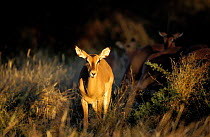 Young male impala {Aepyceros melampus}. Moremi GR, Okavamgo  delta, Botswana.
