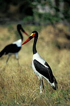 Saddle-billed stork (Saddle bill) {Ephippiorhynchus senegalensis} Moremi GR,