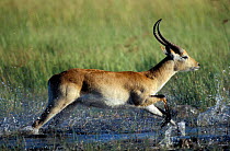 Red lechwe male running through swamp {Kobus leche}. Khwai river, Moremi GR, Botswana.