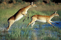 Red lechwe pair running & jumping in swamp {Kobus leche}. Khwai river, Moremi GR, Botswana