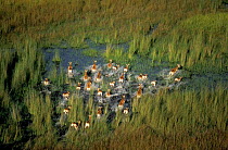 Red lechwe herd running through swamp {Kobus leche}. Okavango delta, Botswana.