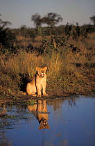African lioness at waterhole {Panthera leo}. Okavango delta, Botswana