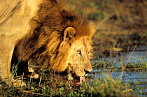 African lion male at waterhole {Panthera leo}. Okavango delta, Botswana