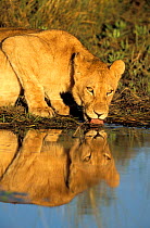 African lioness {Panthera leo} drinking at waterhole. Okavango delta, Botswana.