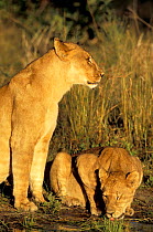 African lionesses {Panthera leo} drinking at waterhole. Okavango delta, Botswana.