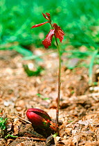 English oak tree seedling sprouting from acorn {Quercus robur} UK