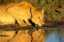 African lioness {Panthera leo} at waterhole, drinking. Okavango  delta, Botswana.
