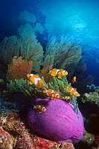 False clown anemonefish {Amphiprion ocellaris} in anemone. Digital Composite, Andaman sea